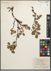 Foto von Salix reticulata L.